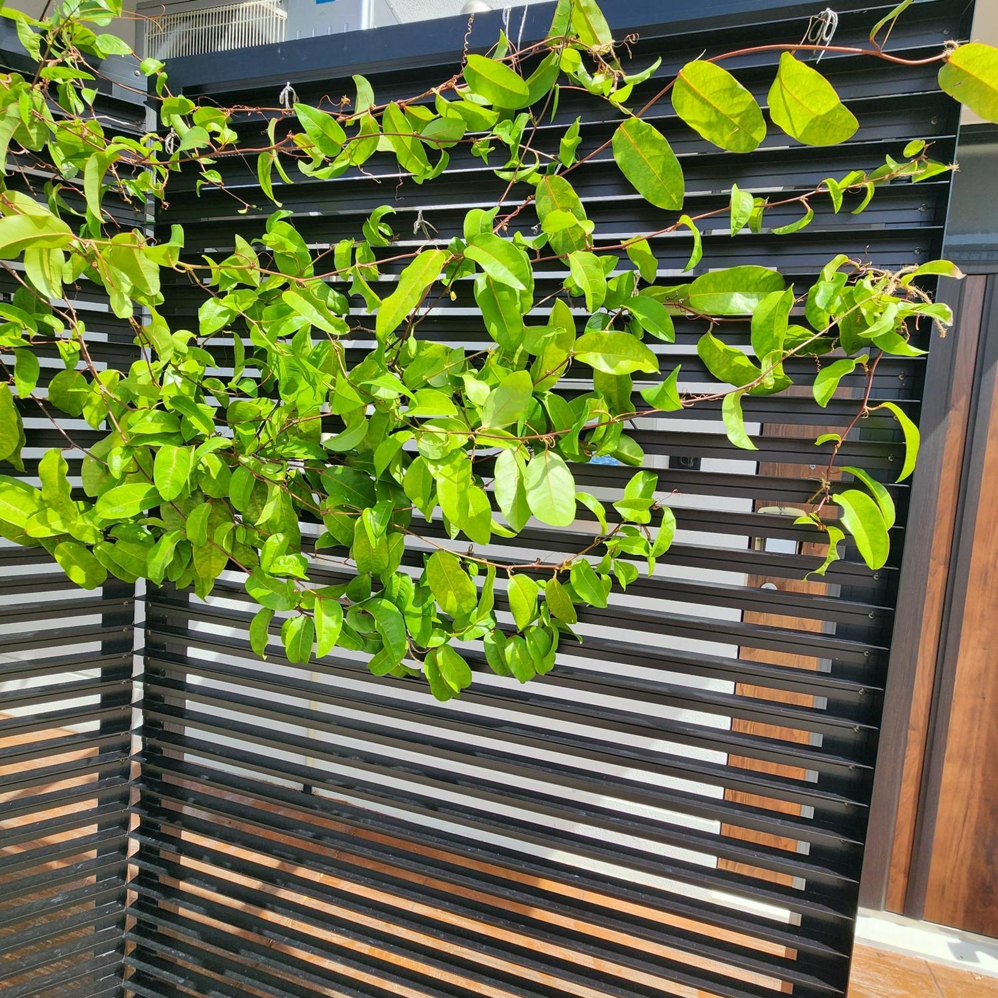 3ベッド3バス ヴィラアパラギ宮古島 Miyakojima  Exterior photo